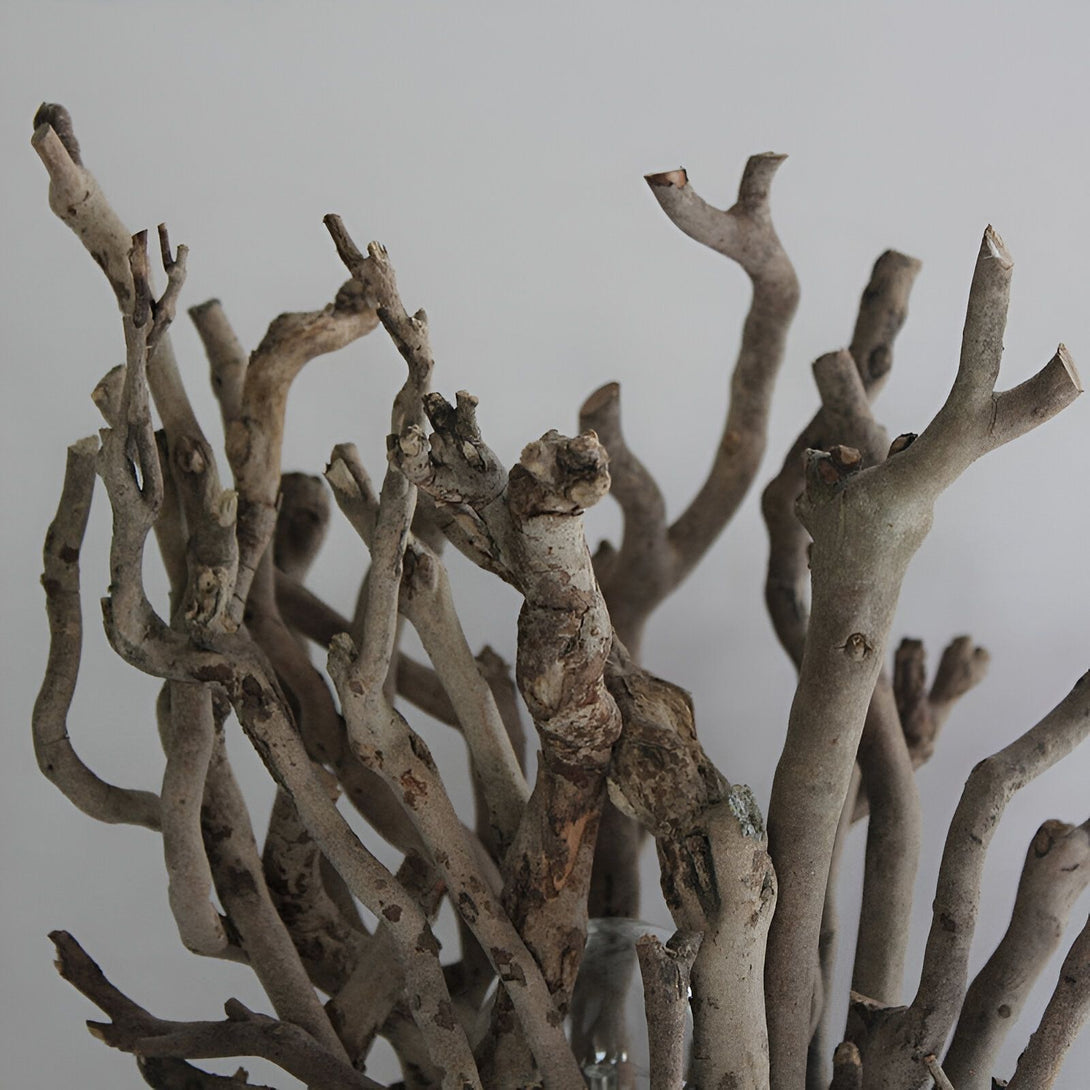 Une image en gros plan d'un tas de branches d'arbres sèches et noueuses. Les branches sont disposées de manière à former une sorte de bouquet. AR-5394209219,